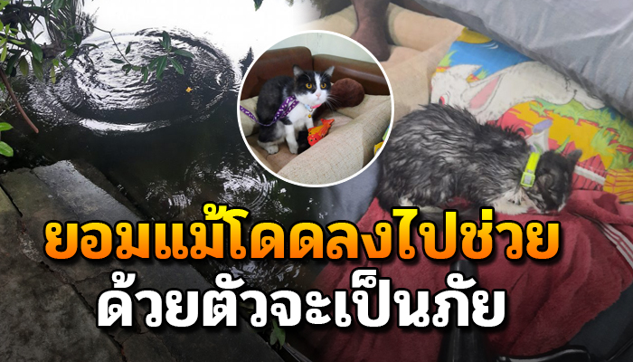 ยอมแม้โดดลงไปช่วยด้วยตัวจะเป็นภัย เมื่อดวงใจถูกคาบลงไปในน้ำเห็นคาตา