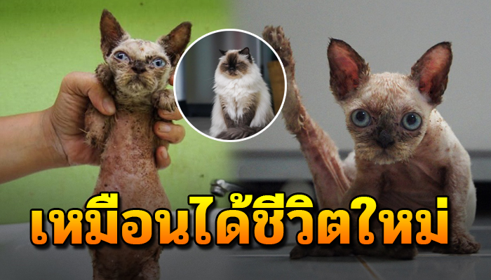 เหมือนได้ชีวิตใหม่ พันธุ์ที่เป็นเชื้อราทั้งตัว โชคดีมีคนเข้ามาช่วยเหลือ