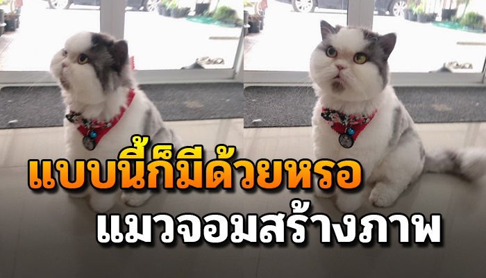 เกิดมาเพิ่งเคยเจอแมวสร้างภาพ หลังมีสาวสวยเดินเข้ามาที่ร้านอาบน้ำตัดขน