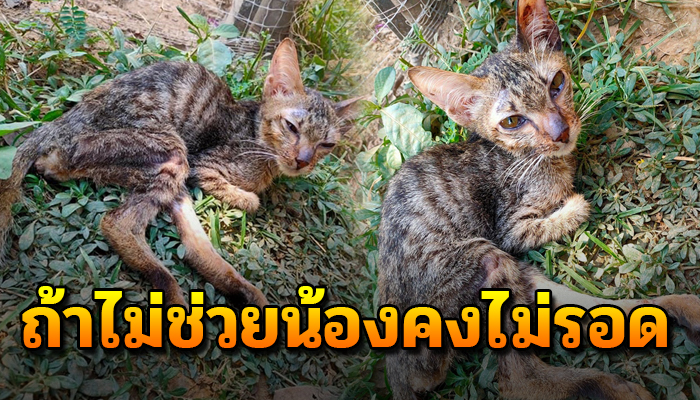 เหมียวแก่เลี้ยงดูตนเองยังยาก ทำอะไรไม่ได้ นอกจากชีวิตที่ไร้ทางเลือก