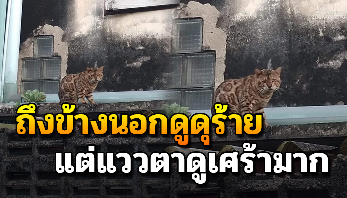 เห็นนั่งเงียบไม่ส่งเสียงคงจะหิวข้าว แววตาดูแล้วเศร้าคงผ่านความทุกข์ยากมามาก