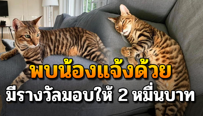 เป็นนะแมวไม่ใช่เสือ น้องหลุดออกจากบ้าน ใครพบเห็นแจ้งมีรางวัลมอบให้