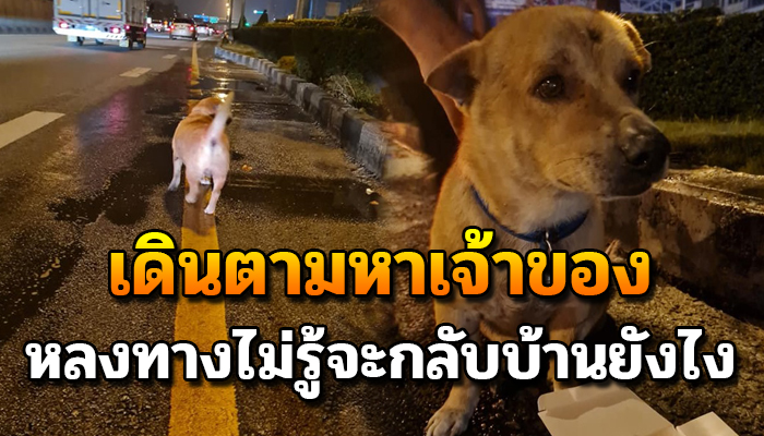 เจ้าหมาขาสั้น เดินวนเวียนเฝ้าหานาย หาทางกลับบ้านหวังว่าจะเจอเจ้านาย