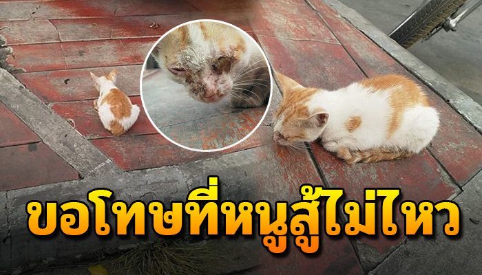 ชีวิตที่ใกล้สิ้นลม ยังดีมีคนเข้ามาช่วย แต่ยื้อไว้ได้แค่นี้ น้องไปดาวแมวแล้ว