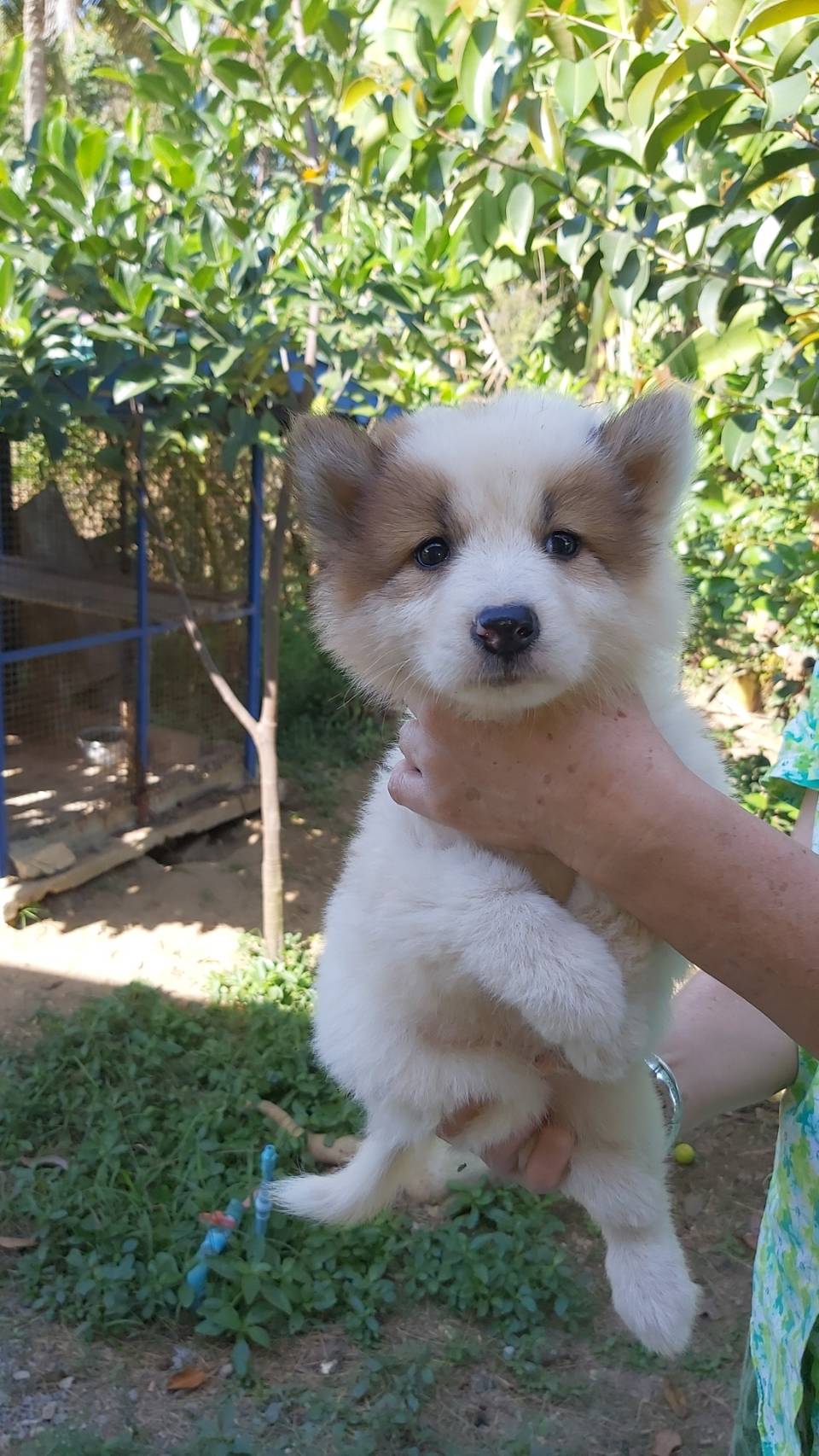 ขายลูกสุนัข บางแก้วแท้ 0839247447
