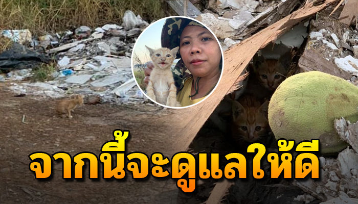 สาวใจดีทนเห็นแบบนี้ไม่ไหวเจอลูกแมวแอบอยู่ในไม้เก่าๆอาหารไม่ตกถึงท้อง