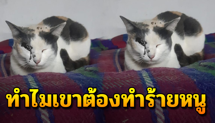 วิ่งกลับบ้านมาหาพ่อจ๋า  หลังจากคนใจร้าย ทำร้ายจนได้รับบาดเจ็บ
