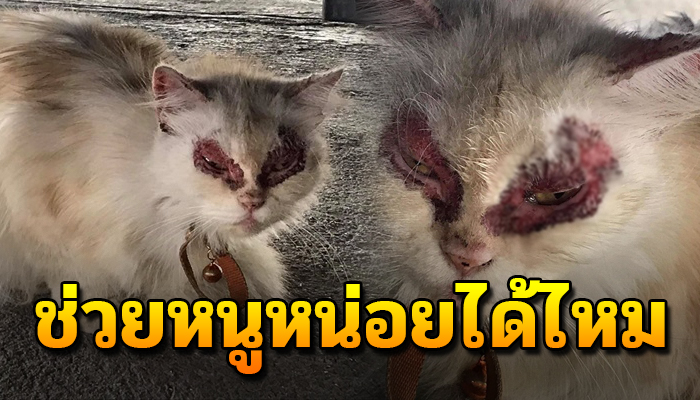แมวพันธุ์แต่ใช้ชีวิตเยี่ยงแมวจร ตัวเองป่วย เจ้าของไม่มีกำไรพาไปรักษา