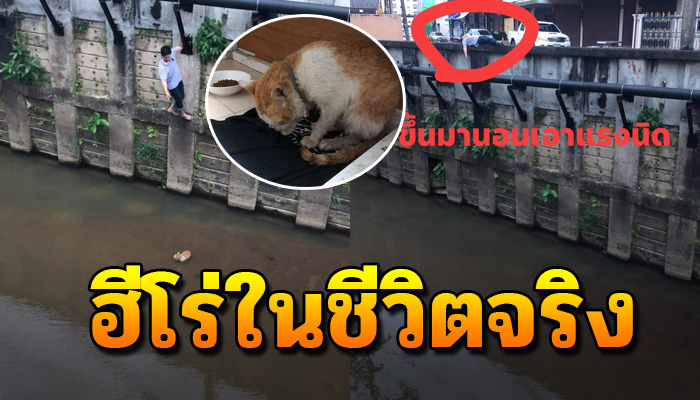 หนุ่มฮีโร่ตัวจริงเข้าช่วยเจ้าเหมียวตกลงไปในคลอง ร้องขอให้ช่วยใกล้หมดแรง