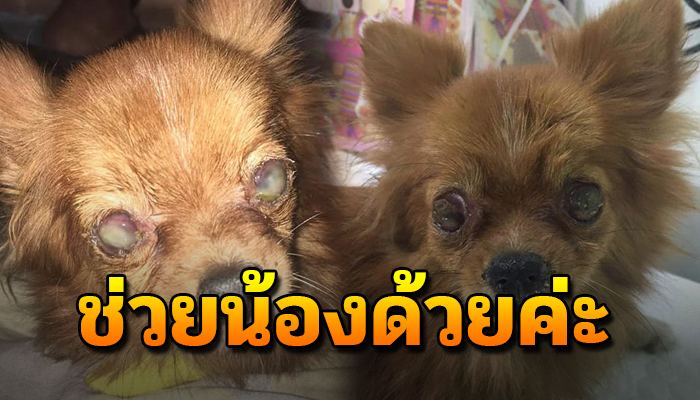 ถ้าไม่ช่วยน้องคงไม่รอด เจ้าของตกงานเพราะปัญหาโควิด ไม่มีเงินพอที่จะดูแลรักษา