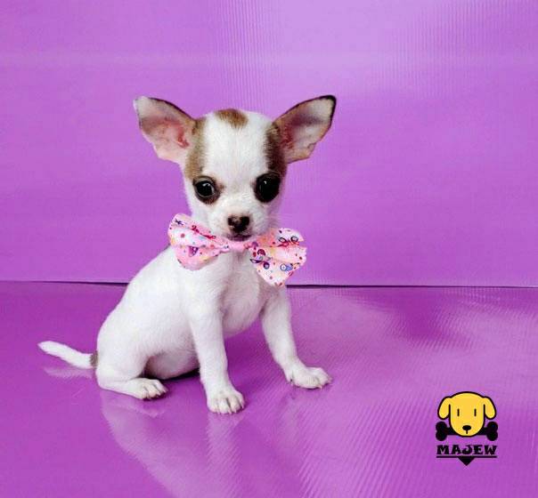 น้องมันแกว ชิวาวาขนสั้น(majewหมาจิ๋ว)