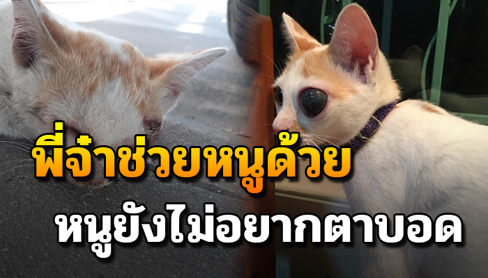 ถูกคนใจร้ายทำจนตาปูด ด้วยตัวเป็นจรจึงไม่มีใครอยากช่วยเหลือหากไม่ช่วยคงต้องตาบอด