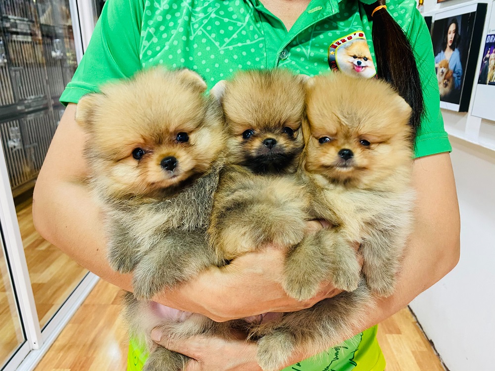 สองหนุ่มกับ หนึ่งสาว