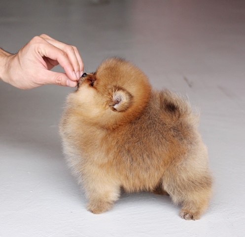 ปอมเมอเรเนียน  เพศผู้  ปอมน่ารัก