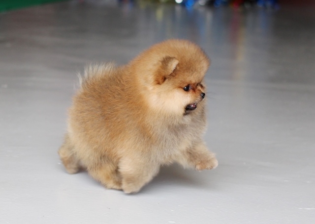 ปอมเมอเรเนียน  เพศผู้  ปอมน่ารัก