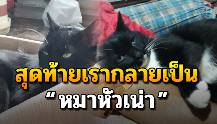 เมื่อคนทำผิดกลับเป็นคนที่ใช่ของพ่อ เมื่อลูกแท้ๆกลายเป็นหมาหัวเน่าของบ้าน