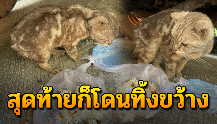 เป็นแมวพันธุ์แต่ต้องมาใช้ชีวิตแบบแมวจร ทนทุกข์นอนข้างถนนแถมเนื้อตัวก็เป็นเชื้อรา