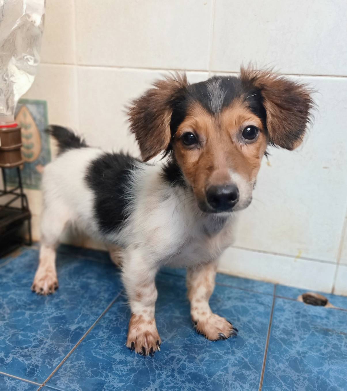 ขายแจ็ครัสเซลเทอเรียแท้เพศเมีย JACK RUSSELLFORSALE