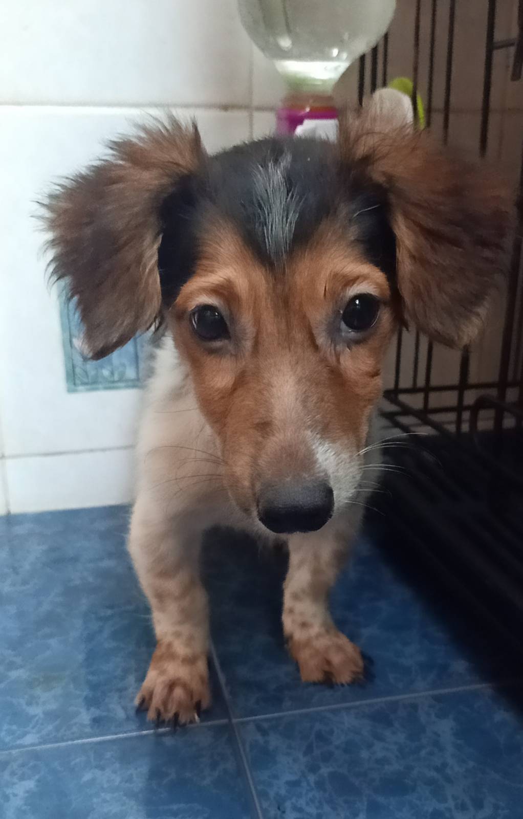 ขายแจ็ครัสเซลเทอเรียแท้เพศเมีย JACK RUSSELLFORSALE