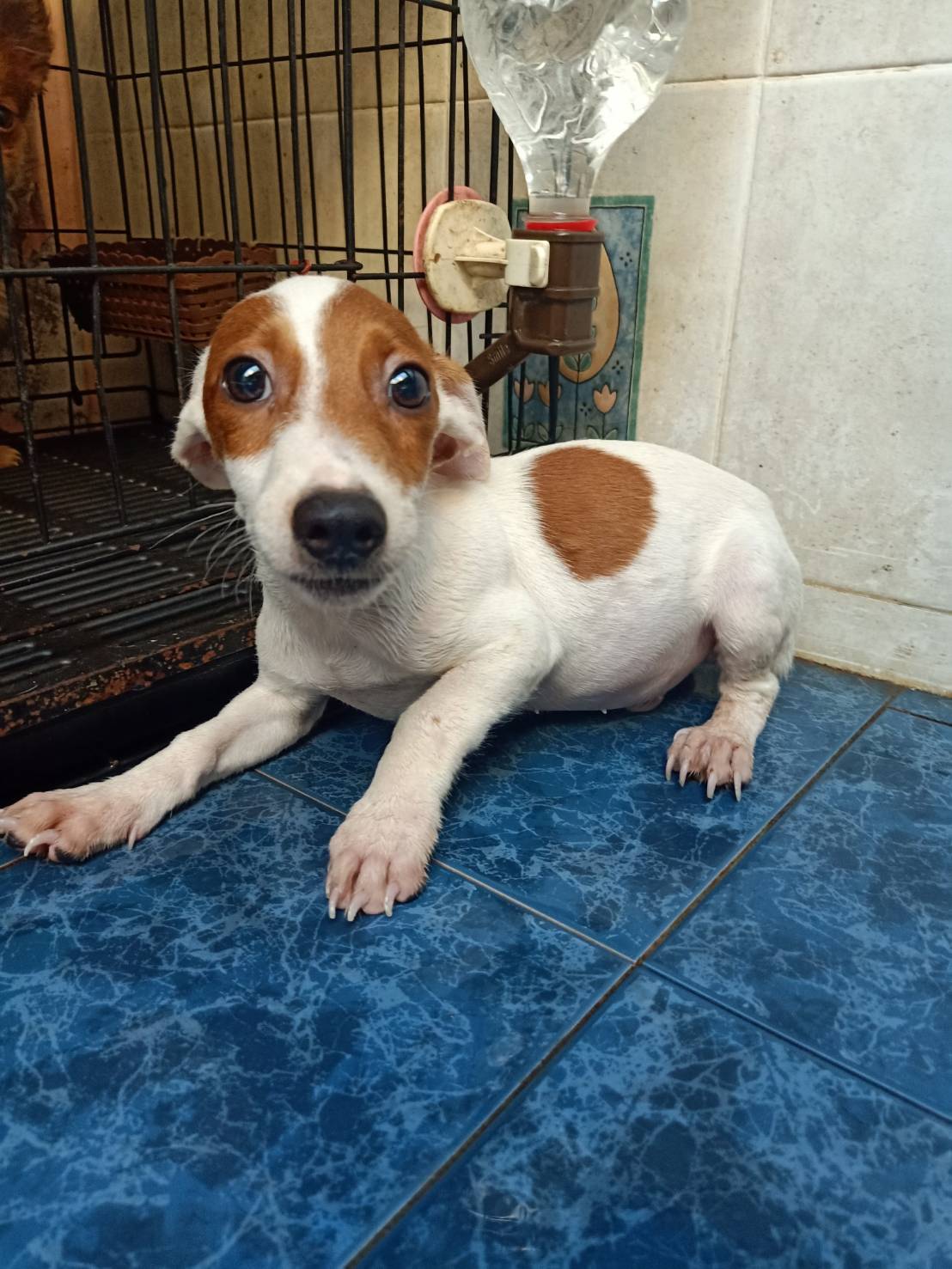 ขายแจ็ครัสเซลเทอเรียแท้เพศผู้ JACK RUSSELLFORSALE