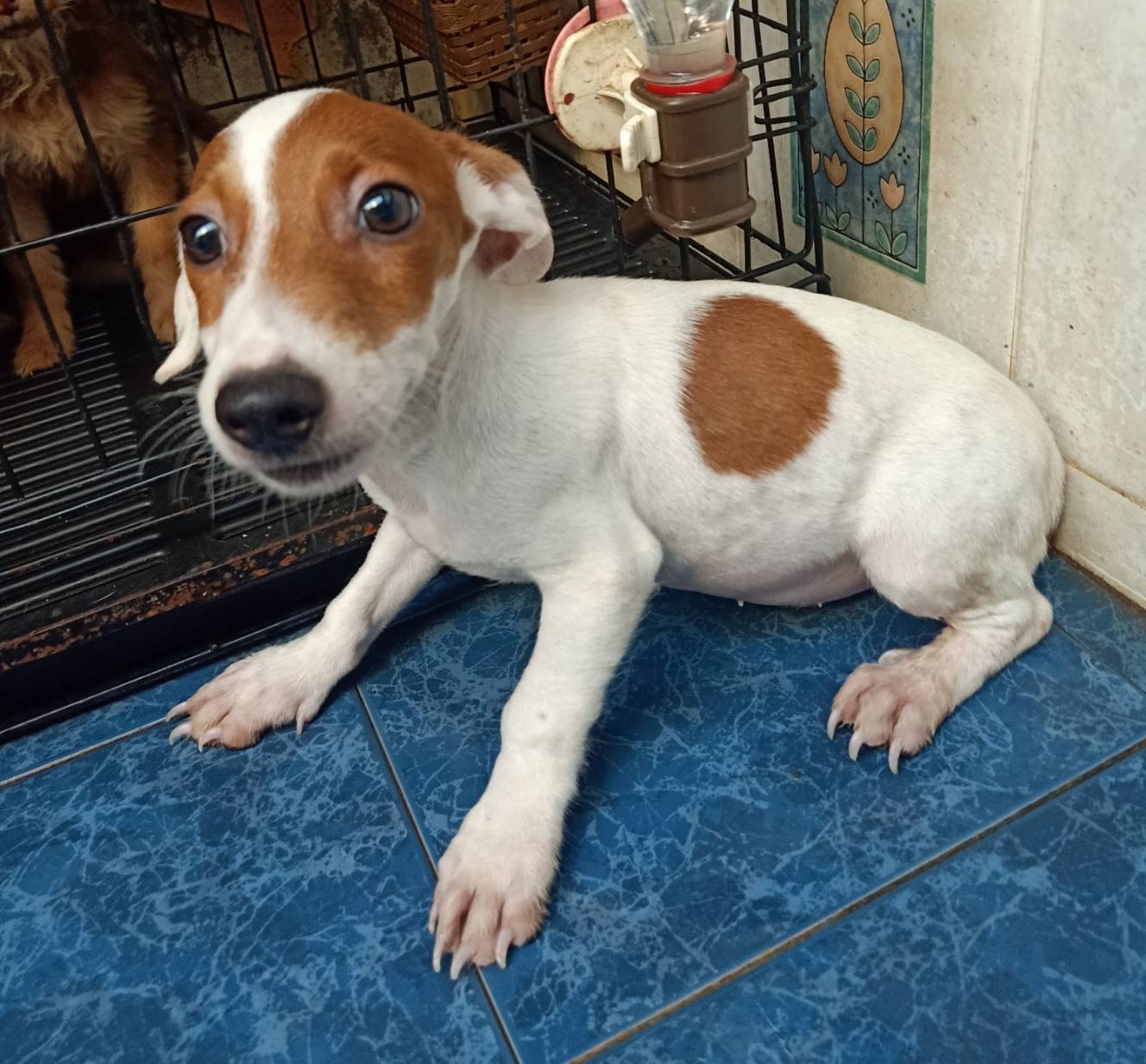 ขายแจ็ครัสเซลเทอเรียแท้เพศผู้ JACK RUSSELLFORSALE