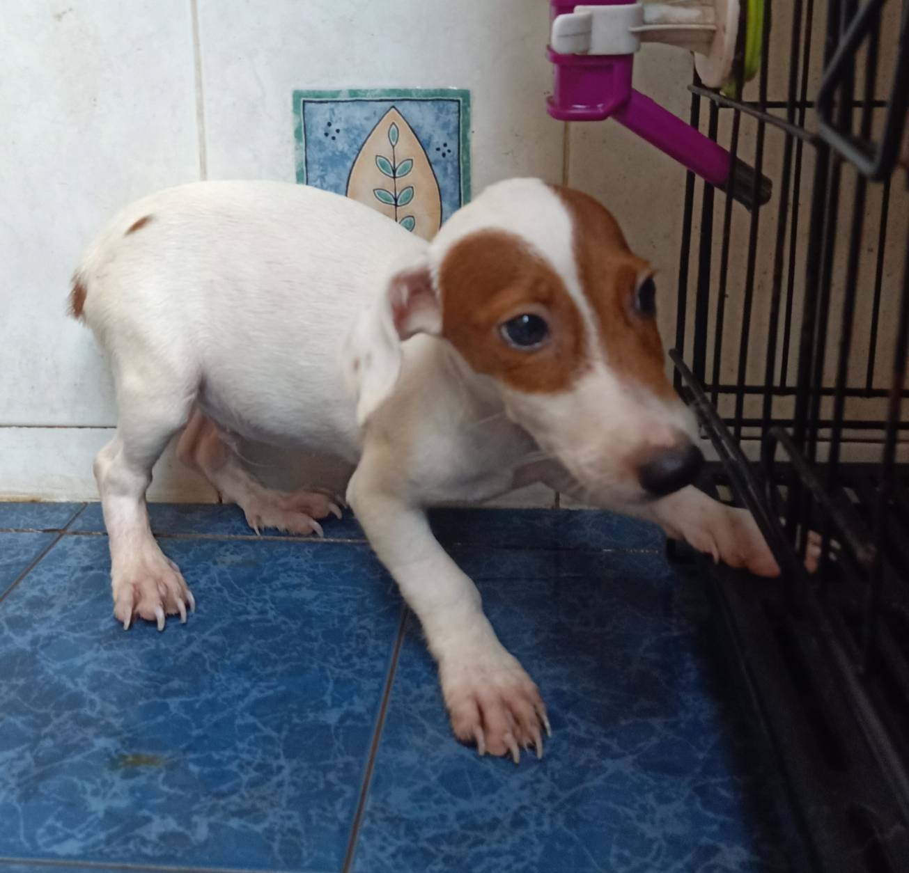 ขายแจ็ครัสเซลเทอเรียแท้เพศผู้ JACK RUSSELLFORSALE