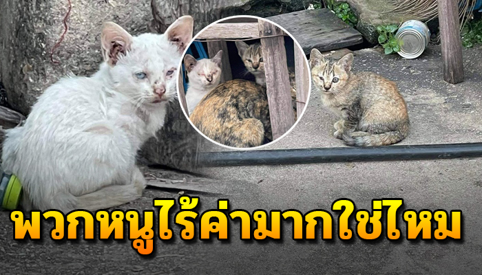 เลือกเกิดไม่ได้ คอยผิงตัวกันไว้ให้คลายหนาวแถมตาก็ปิดไร้คนจะเหลียวแล