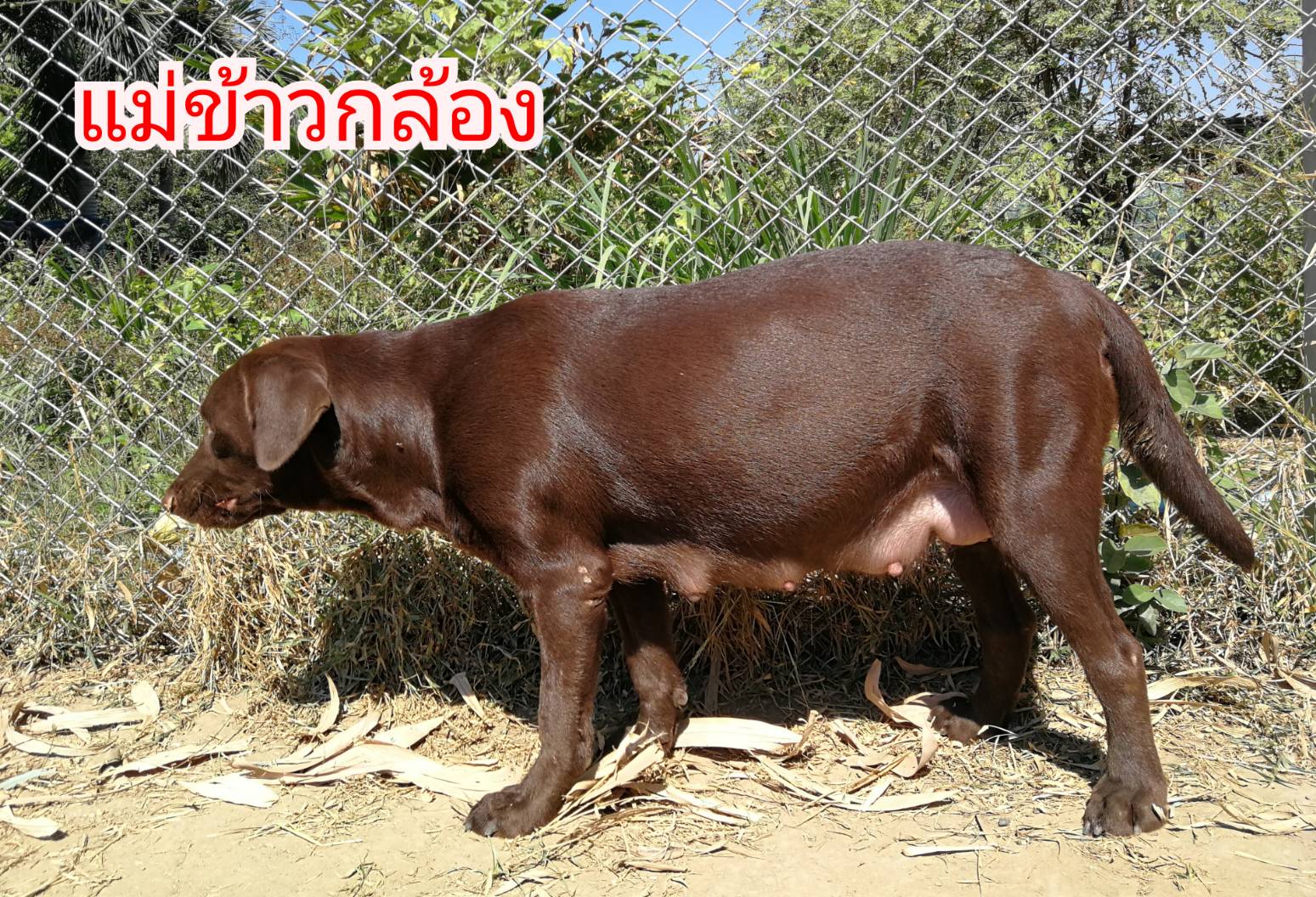ลูกสุนัขลาบราดอร์เพศเมีย-ผู้ แท้ 6000
