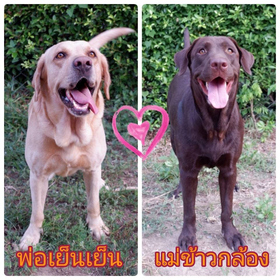 ลูกสุนัขลาบราดอร์เพศเมีย-ผู้ แท้ 6000