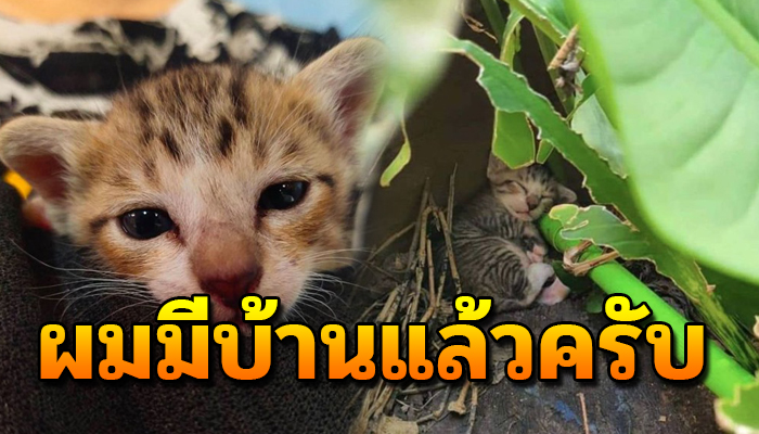 ผมมีบ้านแล้วครับ แมวนอนงีบที่กอกล้วยจนมีคนนับหมื่นแย่งชิงเพื่อขอรับไปเลี้ยง