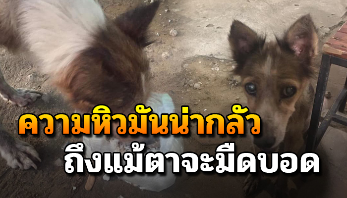ตูบจรนั่งน้ำตานอง เดินดมขอเศษอาหารอย่างไร้ทิศทางเพราะตาบอด