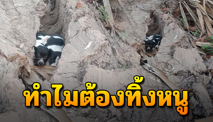 เจ้าหมาน้อยถูกเอามาปล่อยไว้กลางป่าสวน หากินเองไม่ได้เพราะตัวยังเล็ก
