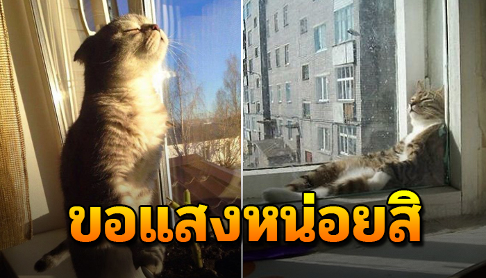 10 ภาพสุดน่ารัก เจ้าเหมียวหนาวแล้ว ของแสงอาทิตย์ หน่อย