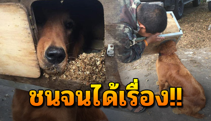 เป็นเรื่องจนได้ โกลเด้นซนจนได้เรื่อง เอาหัวมุดเข้าไปในกล่องจนติดออกไม่ได้