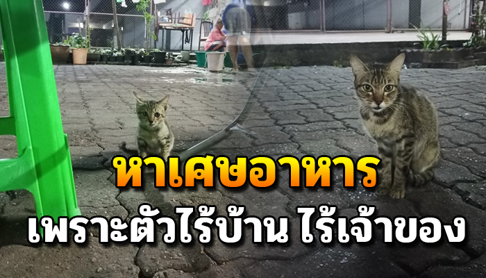 แม่แมวกระเตงลูกน้อยเดินขอข้าวประทังหิว อดมื้อกินมื้อ เพราะไร้บ้าน ไร้เจ้าของ