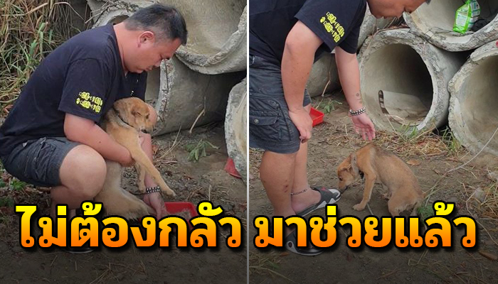 อาสาใจดีเข้าช่วยเหลือลูกหมาหิวโซ หลังรอเศษข้าวอยู่ในท่อซีเมนต์นับเดือน