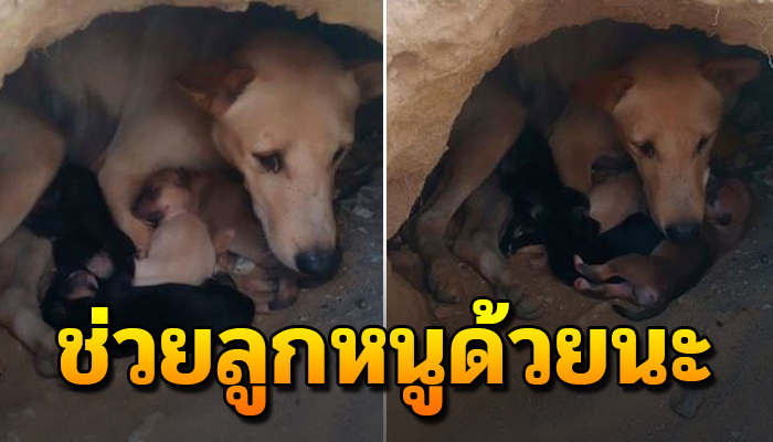 แม่หมาลูกอ่อนมาคลอดในโครงการหมู่บ้าน แต่มีคำสั่งให้เอาออก ลูกก็ยังไม่ลืมตา