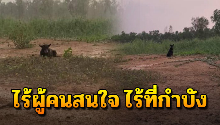 แม่หมาท้องแก่ใกล้คลอด นอนตากฝนไร้ที่กำบัง ลูกๆเกิดมาจะอยู่กันได้อย่างไร
