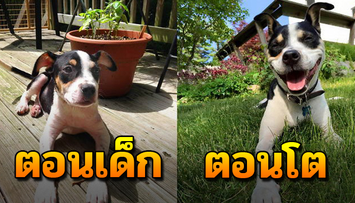 เผยภาพ 20 การเติบโตของน้องหมา ที่เห็นแล้วแอบยิ้ม มันน่ารักมาก