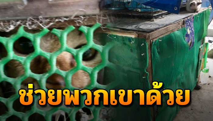 วอนช่วย แมวเลี้ยงไว้ให้อยู่แต่ในกรง แขนขาลีบเล็กไม่เคยได้เห็นเดือนเห็นตะวัน