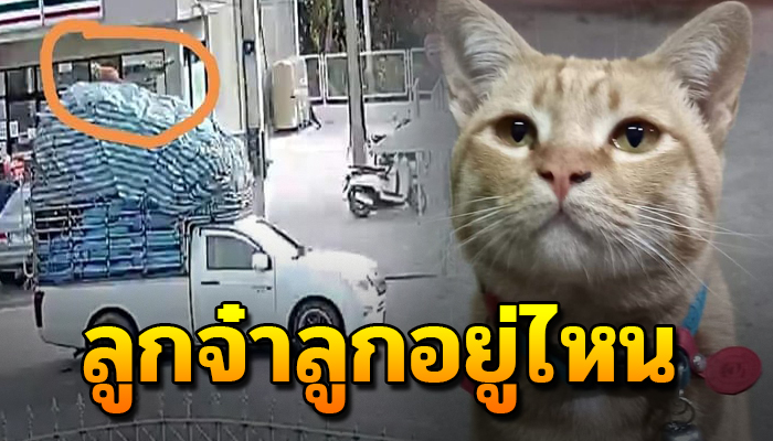 ยังคงเฝ้าตามหากินไม่ได้นอนไม่หลับ เมื่อโดดขึ้นรถไปแม่นอนร้องไห้ทุกคืนวัน