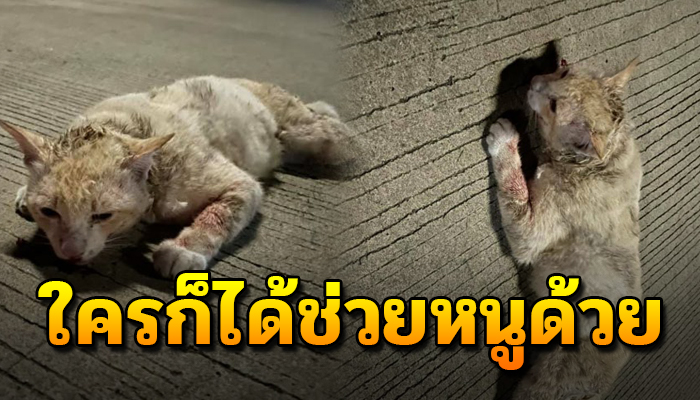 เจ้าเหมียวนอนเฝ้ารอสิ้นลมด้วยไร้หวัง ลำพังเป็นเกิดจรถูกเขาฟัดไร้ใครจะเหลี่ยวแล