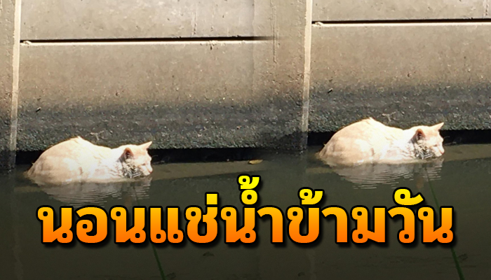 เจ้าเหมียว นอนแช่น้ำข้ามวันข้ามคืนไร้คนช่วย ไร้เรี่ยวแรง ที่จะลุกขึ้นยืน