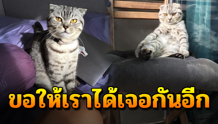 เร่งตามหาเจ้ามอนโรล หลังพาขึ้นเครื่องบินแต่หายตัวไปอย่างไร้ร่องรอย