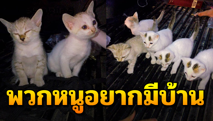 แม่แมวพกลูกมาเต็มท้องมาขอข้าวกิน หลังให้ข้าวไปหนึ่งมื้อเปลี่ยนชีวิตน้องไปตลอต