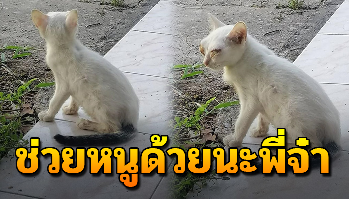 แมวจรที่เคยให้ข้าว รีบวิ่งมาหาส่งเสียงดังลั่นขอให้ช่วยชีวิตหลังหายไปหลายวัน