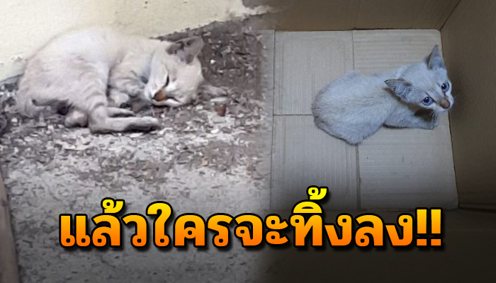 หนุ่มถึงบ้าน เดินอุ้มกล่องมาพร้อมกับลูกแมว ถึงที่บ้านมีอยู่แล้ว ก็ต้องเลี้ยง