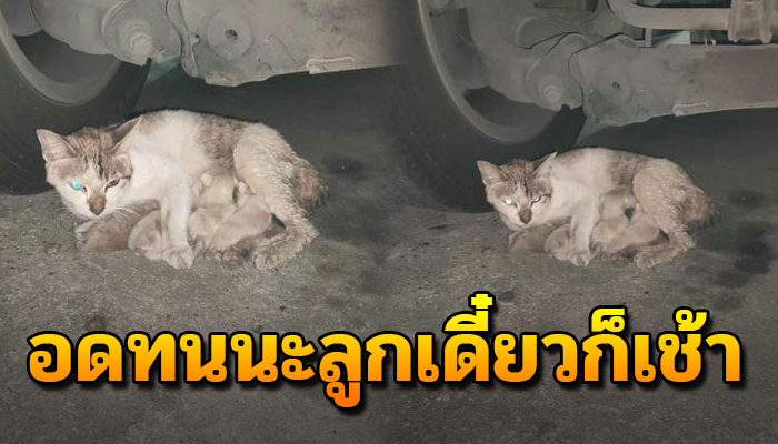 กอดลูกไว้ใต้ท้องรถ ต้องเร่ร่อน ไร้ที่อาศัย ได้แต่กอดลูกไว้ข้างกลัวถูกพรากลูก