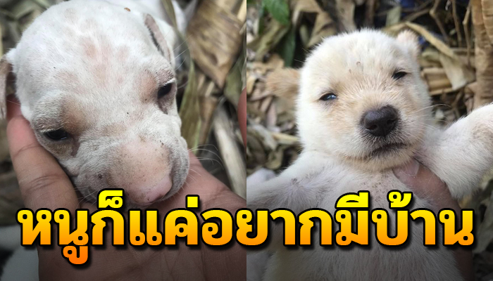 สงสารลูกหมาจร ถูกทิ้ง แม่ไม่เคยสนใจ นมจากเต้าแม่ก็ไม่ได้ได้กิน