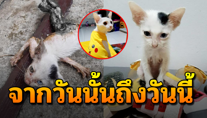 จากก่อนนำมาเลี้ยงถูกเขาทำจนเดินไม่ได้ตอนหายต้องหาลานให้วิ่งเล่น